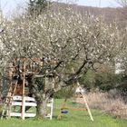 Kirschbaum mit Baumhaus
