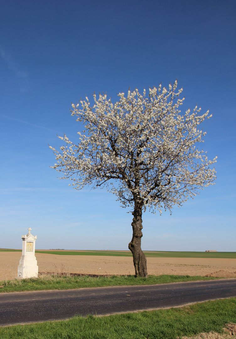 Kirschbaum mit Wegkreuz