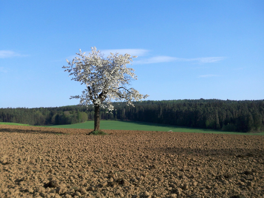 Kirschbaum mitten im Feld