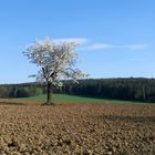 Kirschbaum mitten im Feld