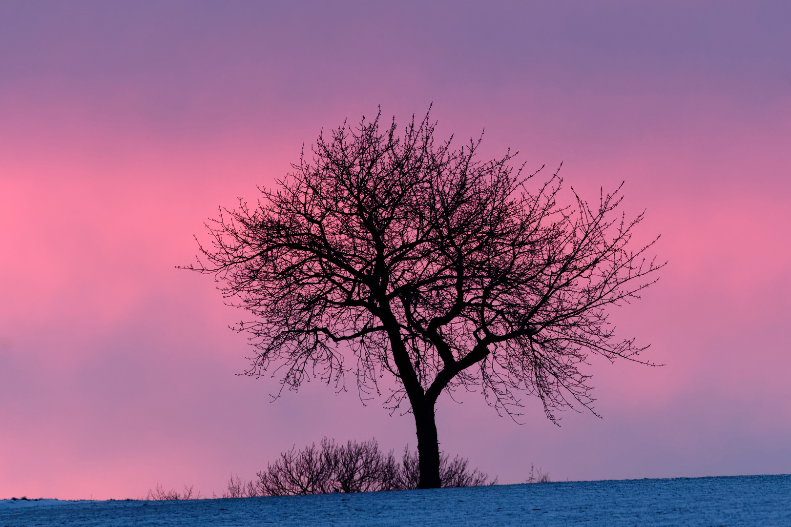 Kirschbaum... Schönbach