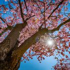 Kirschbaum und blauer Himmel