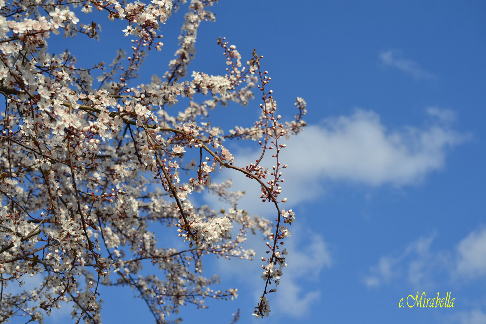 Kirschbaum und Himmel