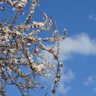 Kirschbaum und Himmel