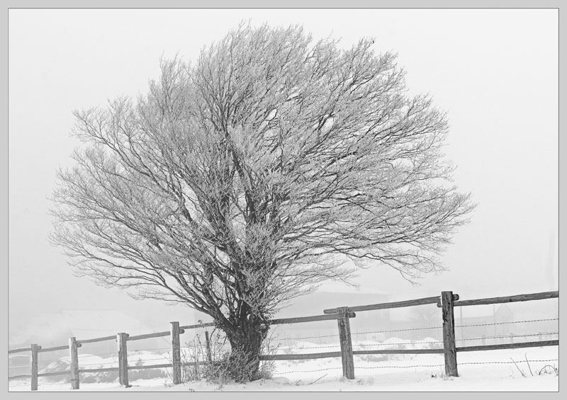 Kirschbaum zur Winterzeit