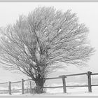 Kirschbaum zur Winterzeit