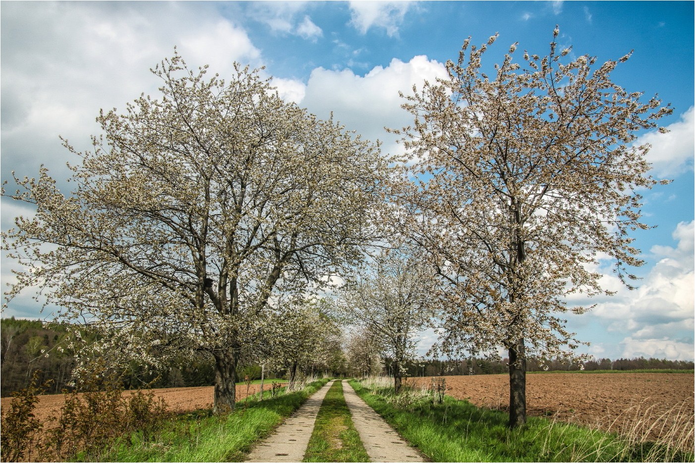 Kirschbaumallee Foto & Bild | wald, bäume, weg Bilder auf fotocommunity