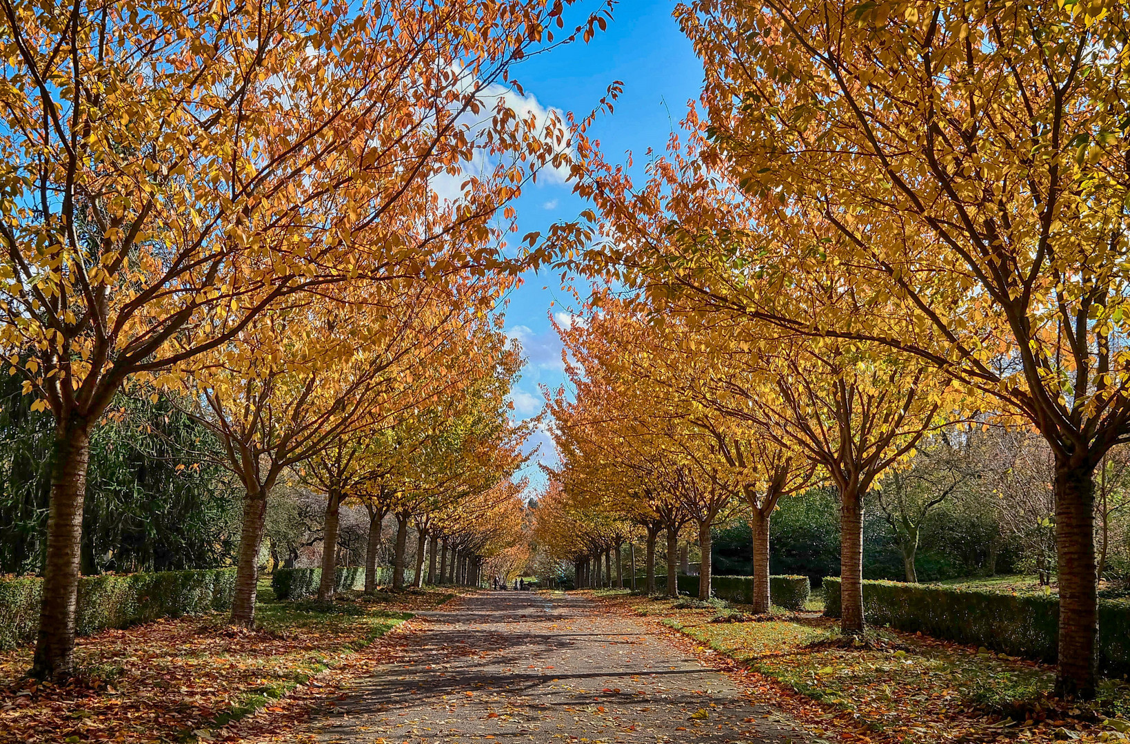 Kirschbaumallee im Rombergpark