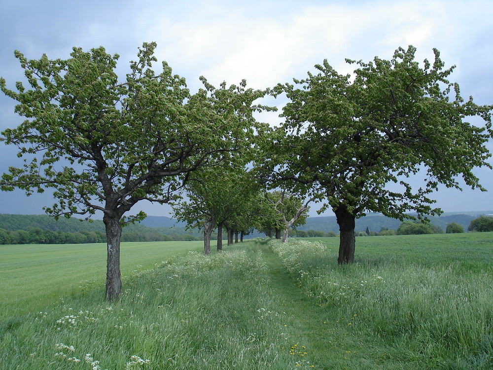 Kirschbaumallee vorm Gewitter