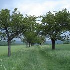 Kirschbaumallee vorm Gewitter