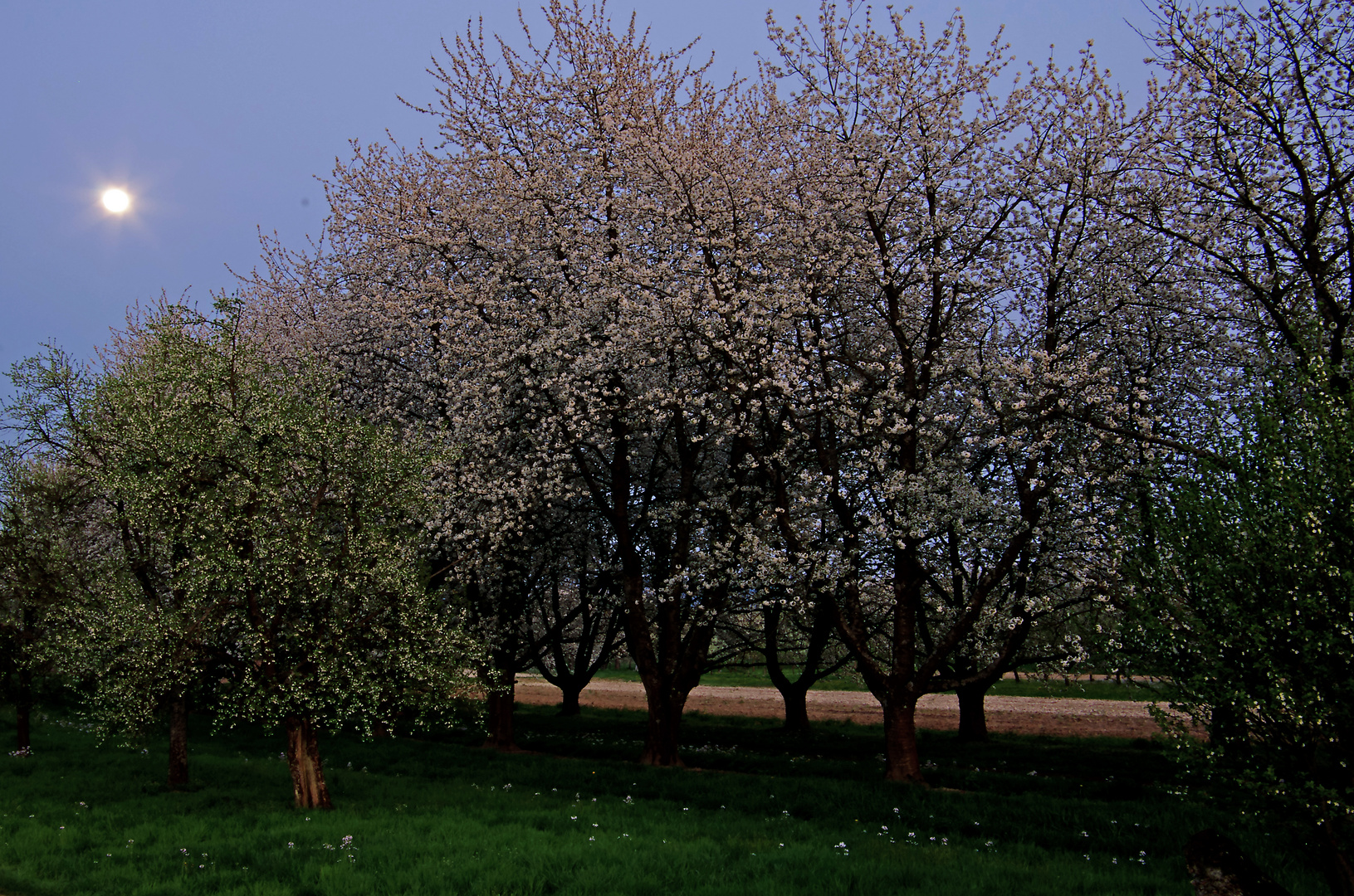 Kirschbaumblühte im vorderen Renchtal in der blauen Stunde