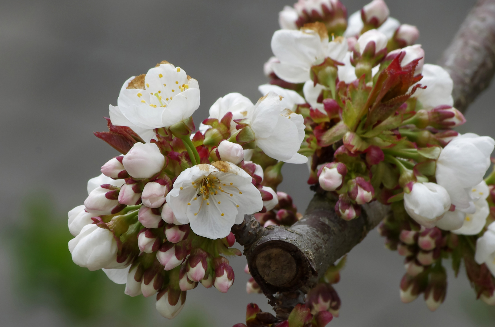 ...Kirschbaumblüte