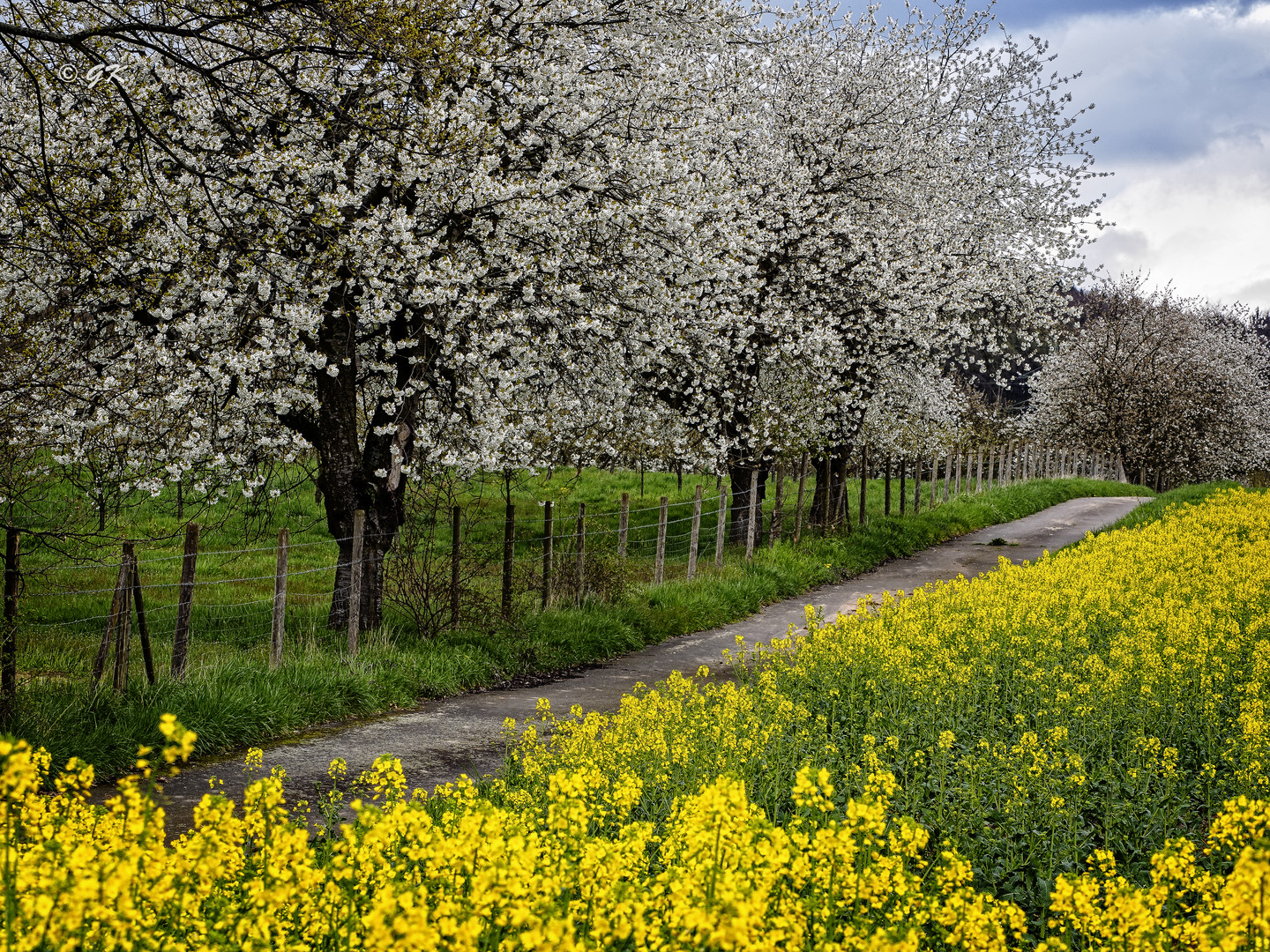 Kirschbaumblüte 1