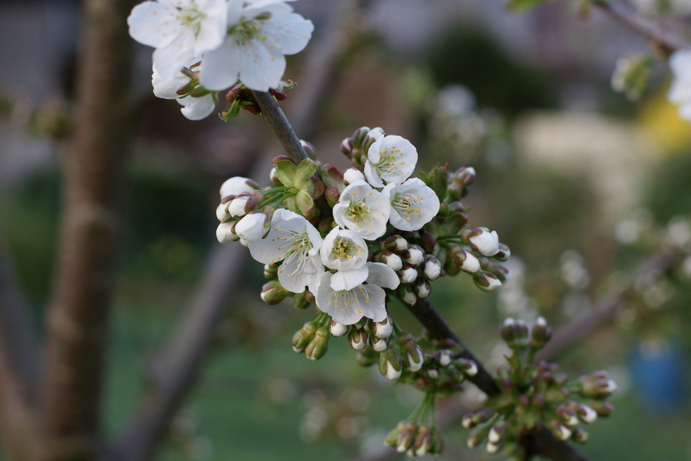 Kirschbaumblüte 2009