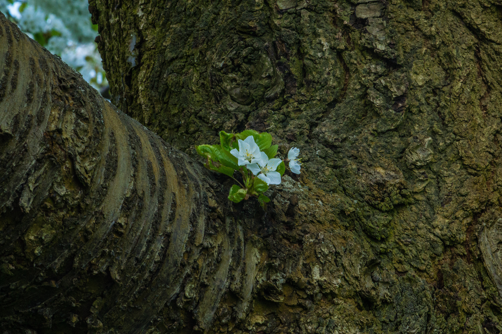 Kirschbaumblüte