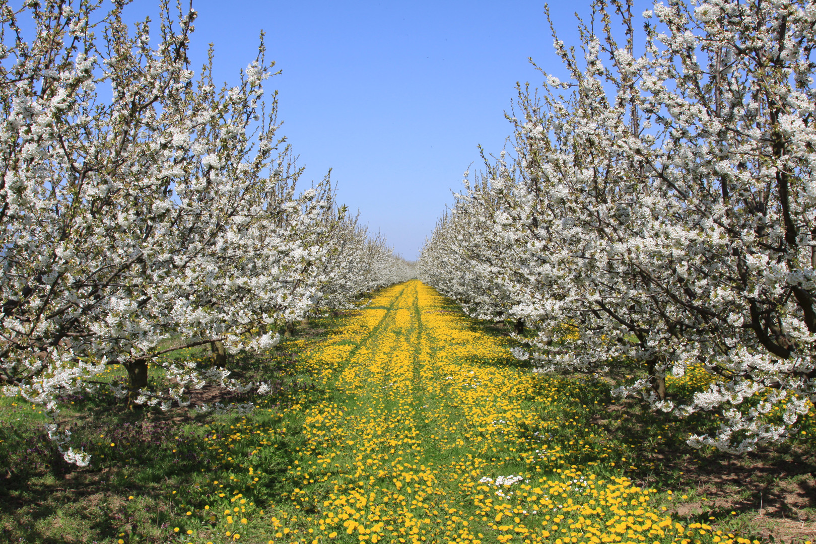 Kirschbaumblüte