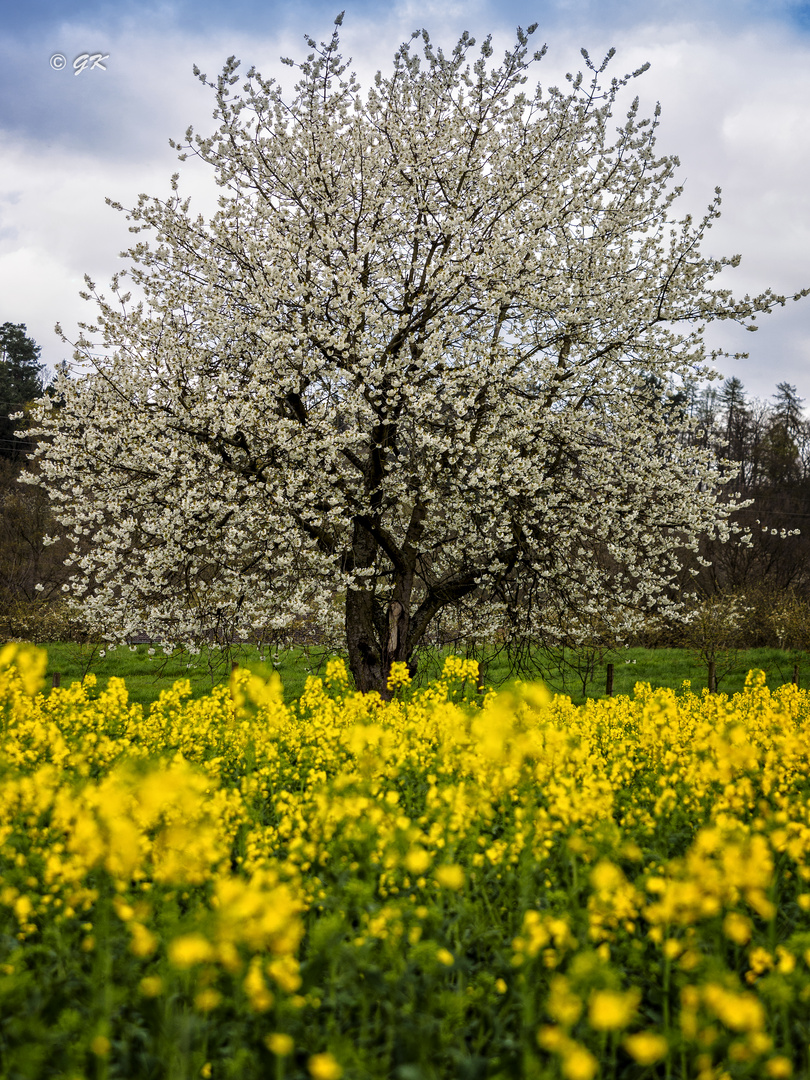 Kirschbaumblüte 3