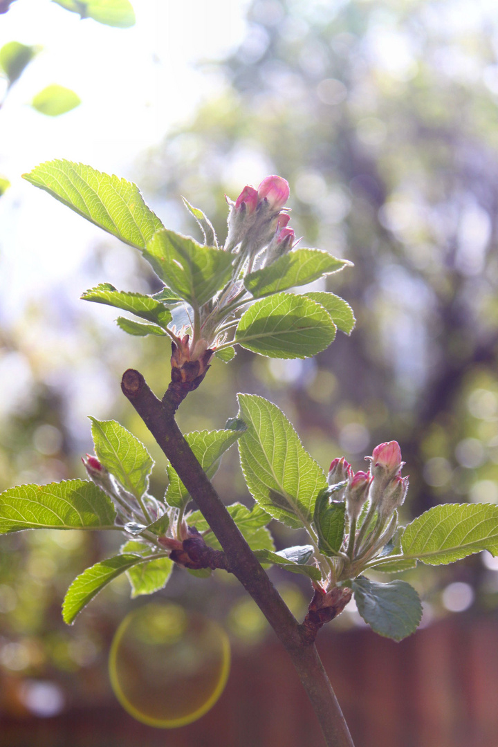 Kirschbaumblüte