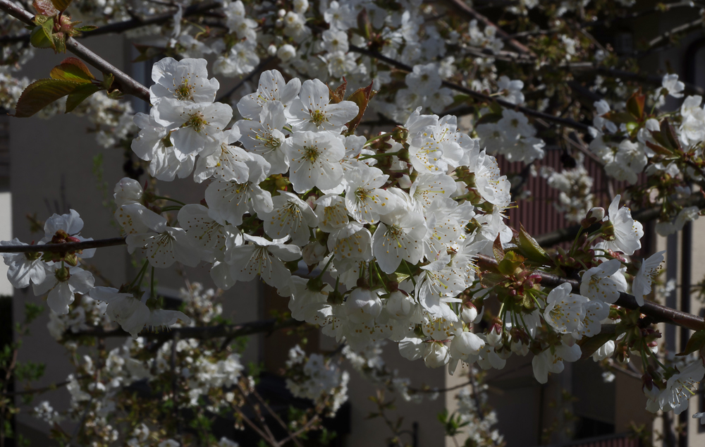 Kirschbaumblüte