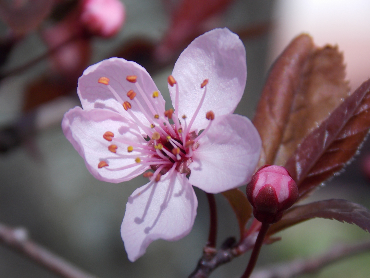 Kirschbaumblüte