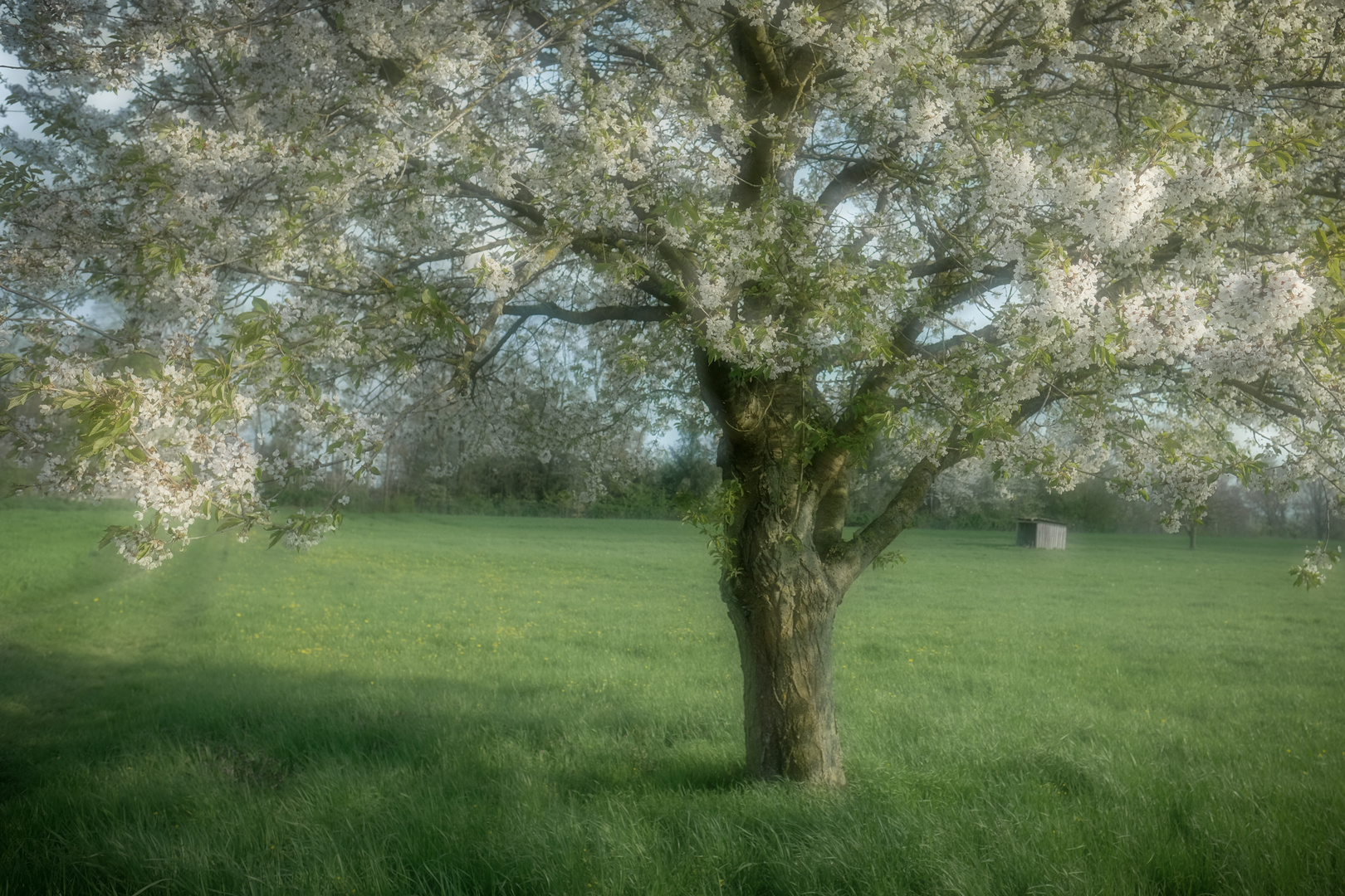 Kirschbaumblüte