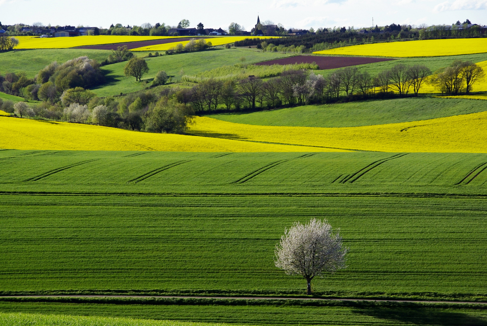 Kirschbaumblüte