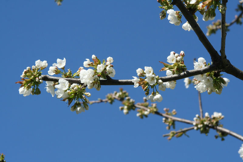 Kirschbaumblüte