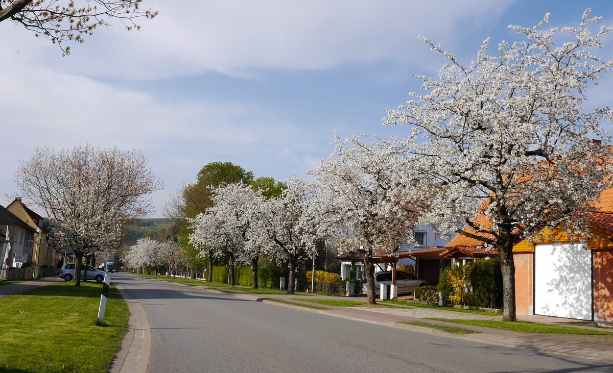 Kirschbaumblüte