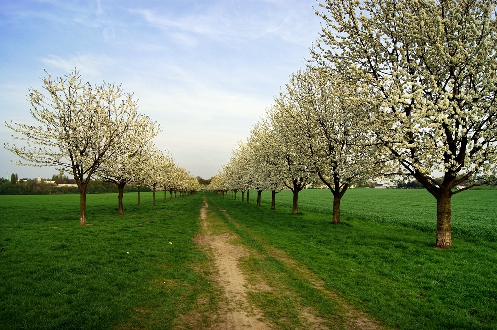 Kirschbaumblüte