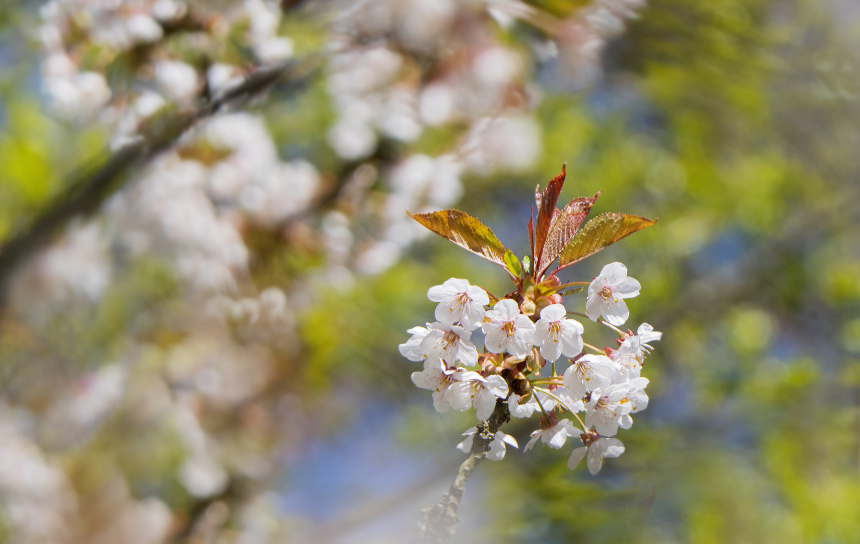 Kirschbaumblüte