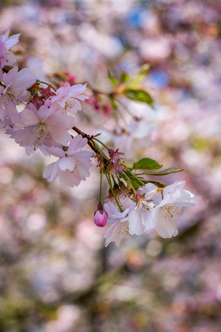 Kirschbaumblüte