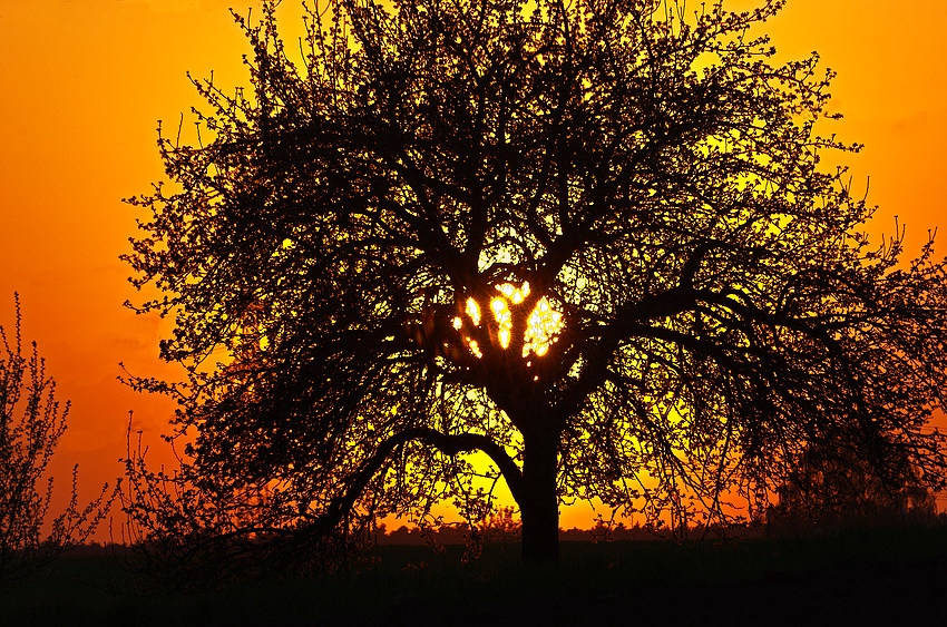 Kirschbaumblüte am Abend