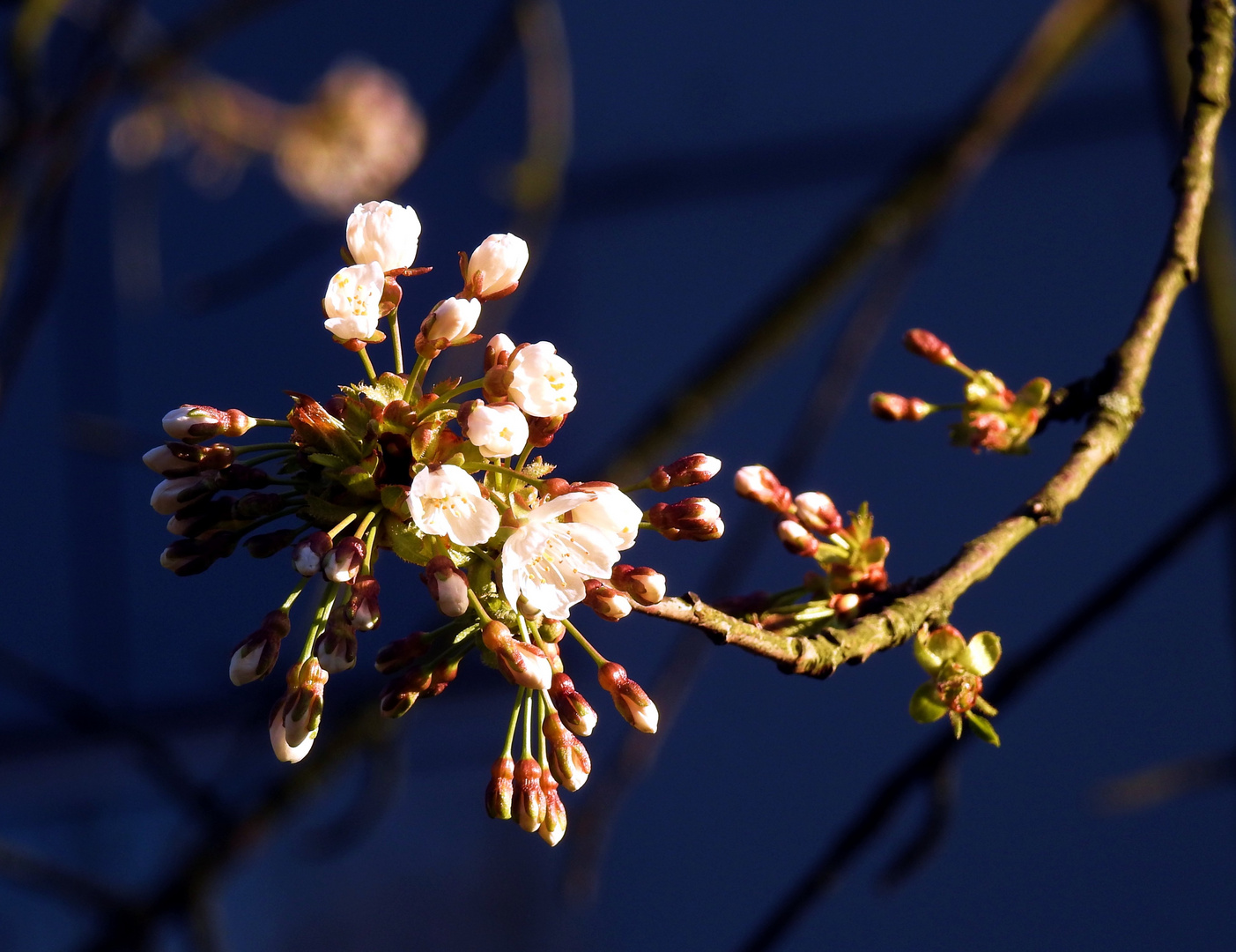 Kirschbaumblüte an der REHA-Klinik Essen-Kettwig