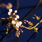 Kirschbaumblüte an der REHA-Klinik Essen-Kettwig