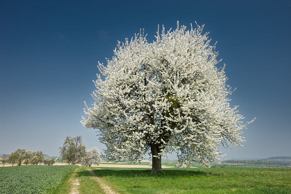 Kirschbaumblüte