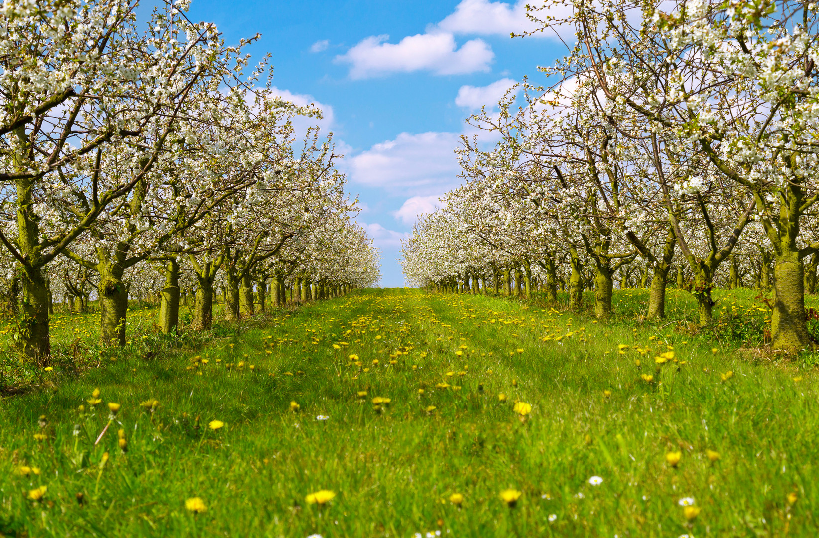 Kirschbaumblüte