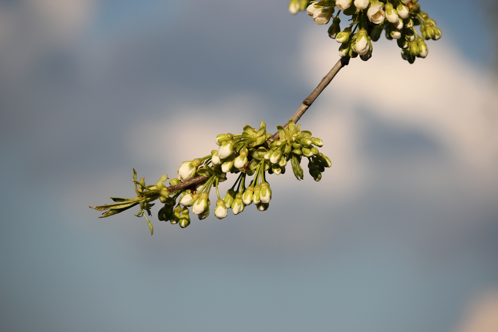 Kirschbaumblüte