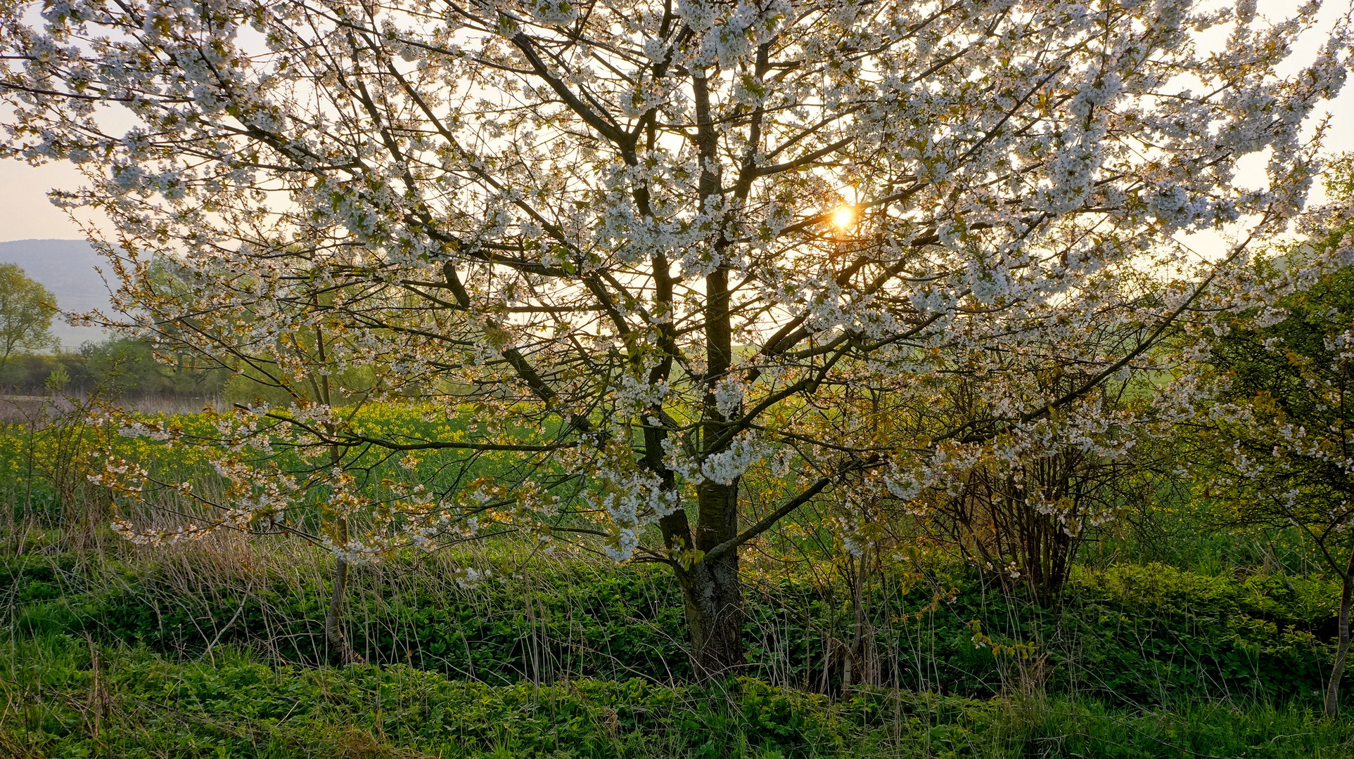 Kirschbaumblüte (floración de los cerezos)