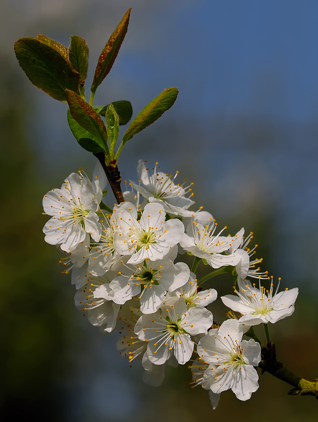 Kirschbaumblüte II