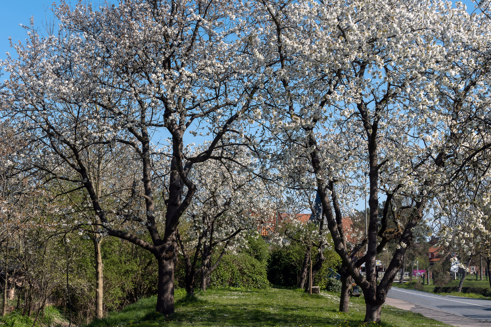 Kirschbaumblüte im Alten Land