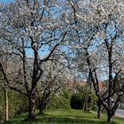 Kirschbaumblüte im Alten Land