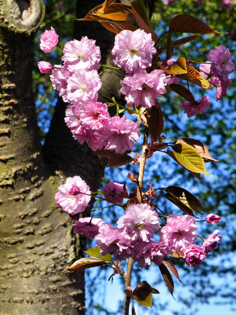 Kirschbaumblüte im Deteil