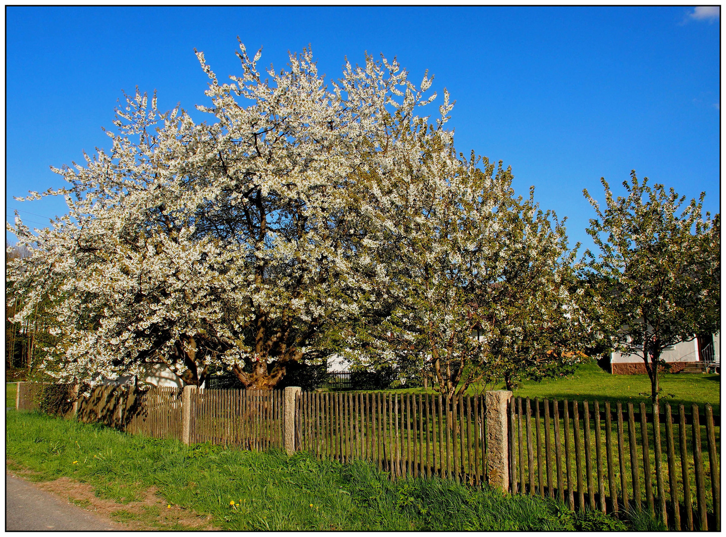 Kirschbaumblüte im Fichtelgebirge