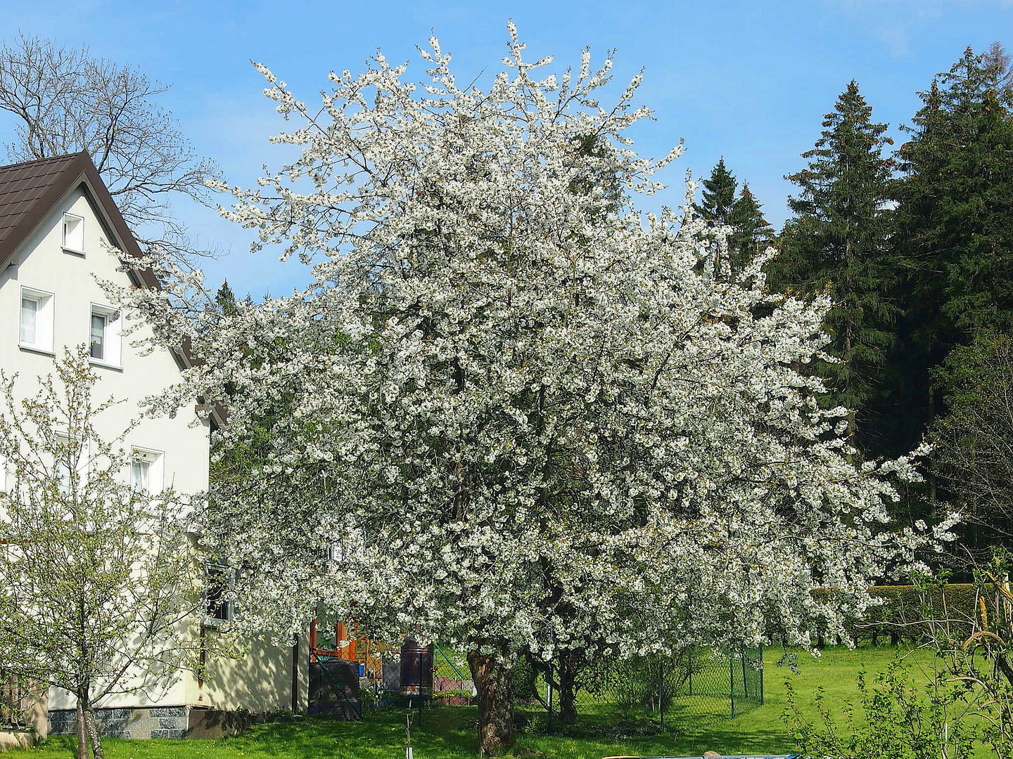 Kirschbaumblüte im Fichtelgebirge