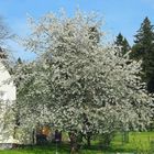 Kirschbaumblüte im Fichtelgebirge