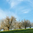 Kirschbaumblüte im Fricktal