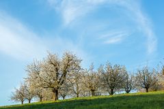 Kirschbaumblüte im Fricktal