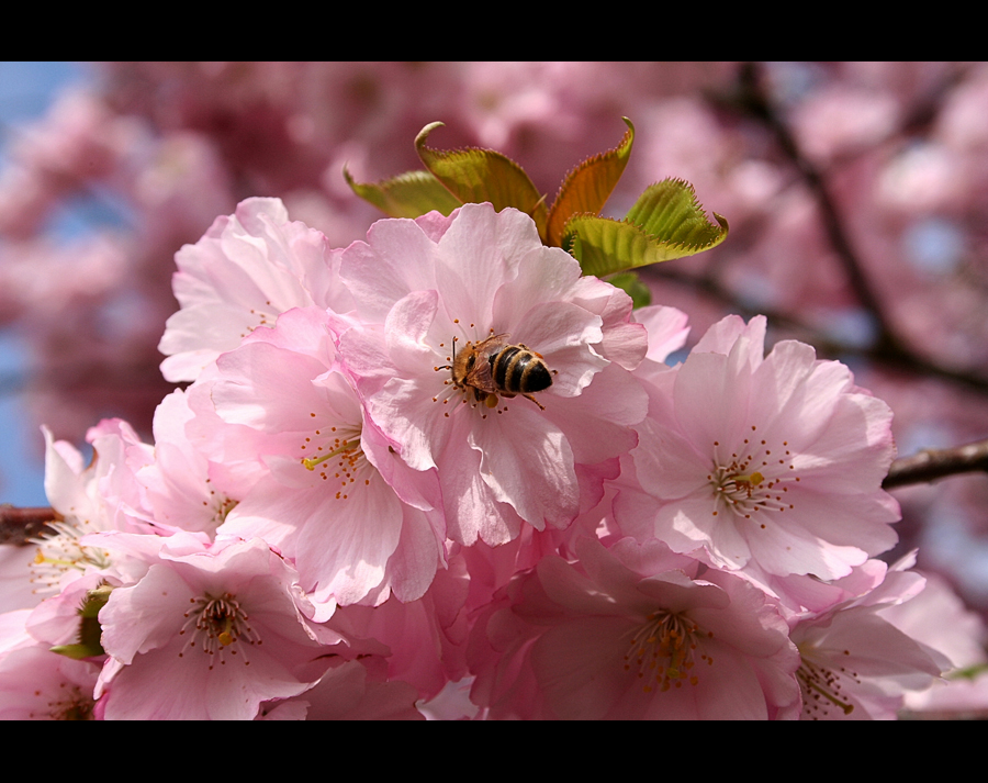 Kirschbaumblüte im Frühling