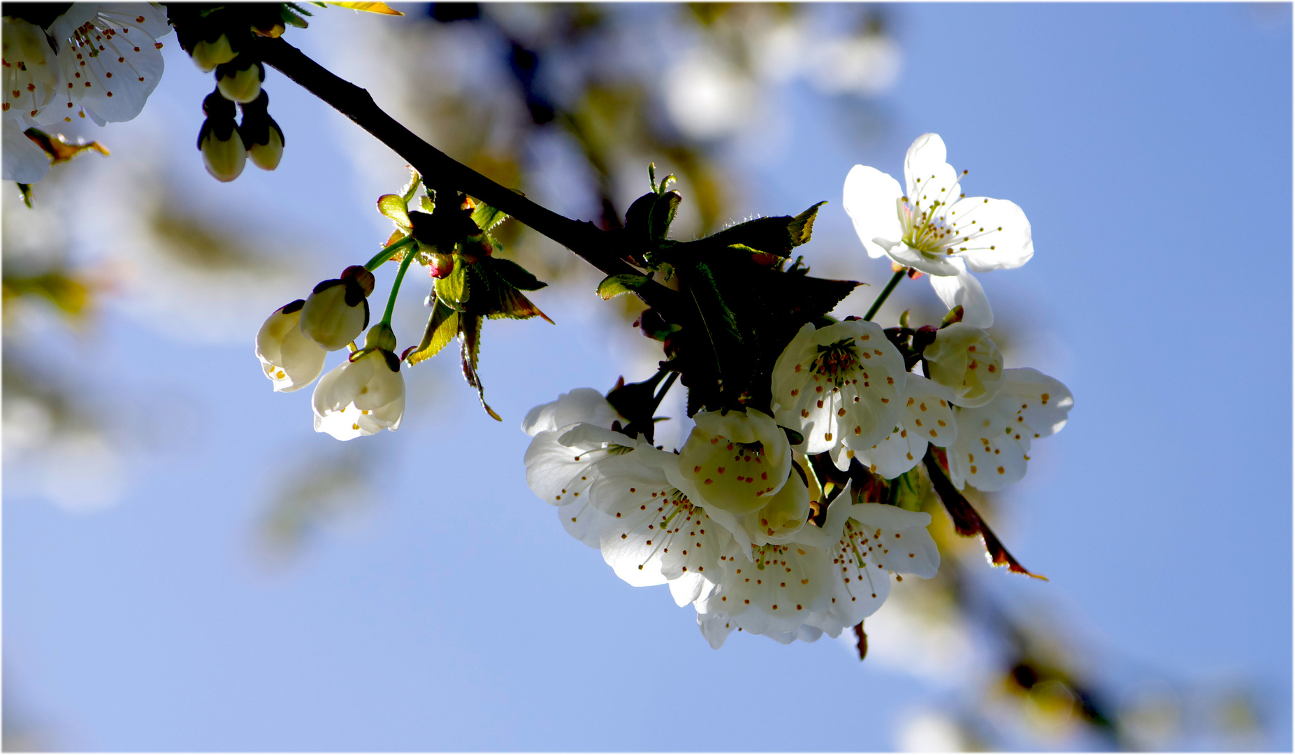 Kirschbaumblüte im Gegenlicht