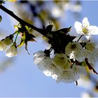 Kirschbaumblüte im Gegenlicht